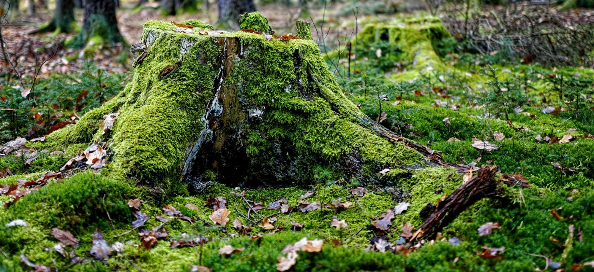 green moss on tree trunk