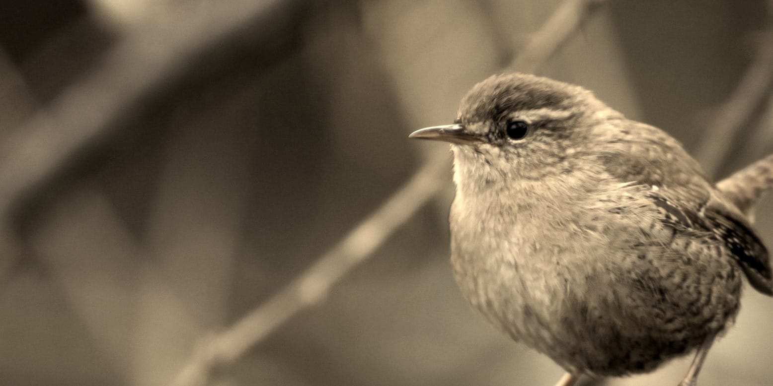 brown bird on brown tree branch