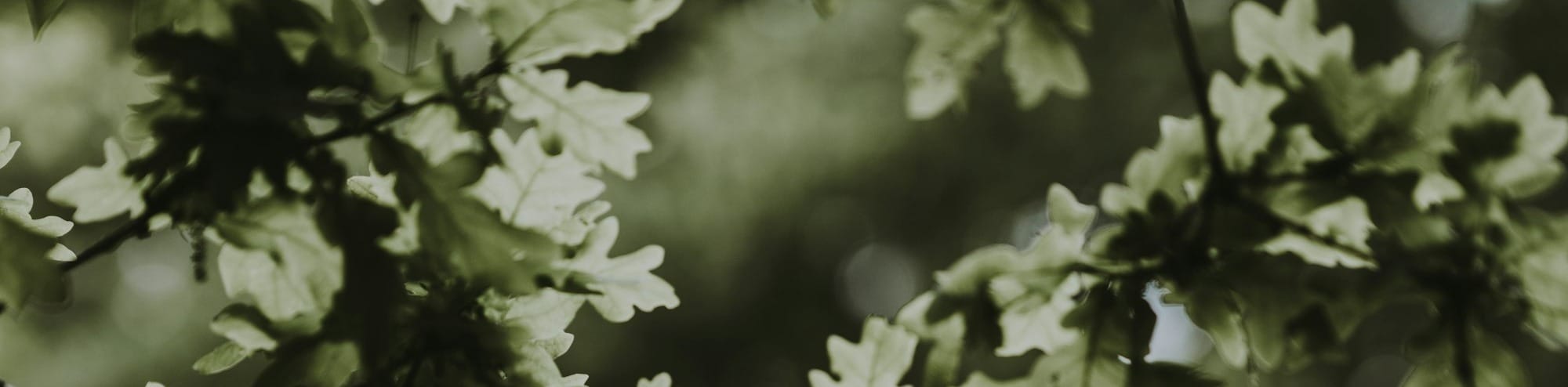 short story: the tinker's second pack