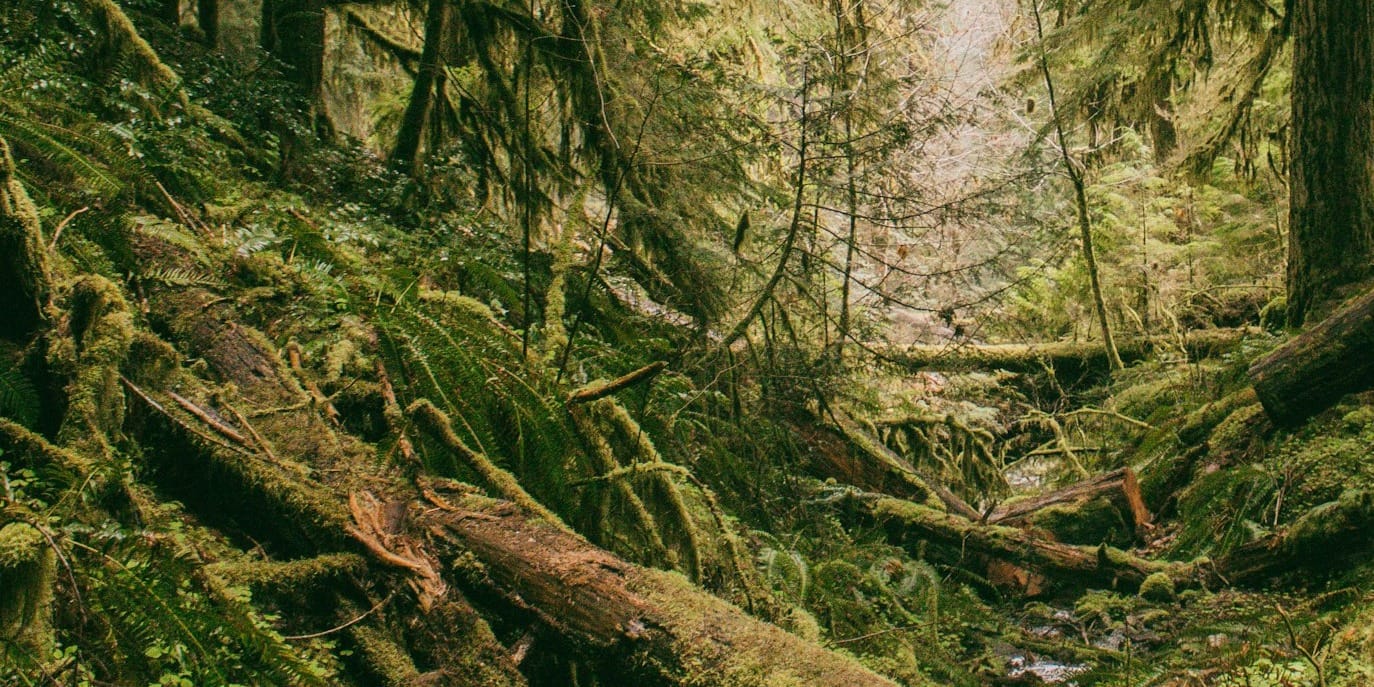 short story: the forester