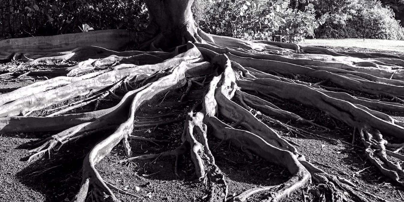 2025 w47 module notes (ecosystems)