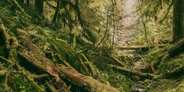 short story: the forester