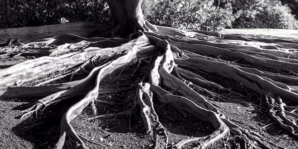 2025 w47 module notes (ecosystems)